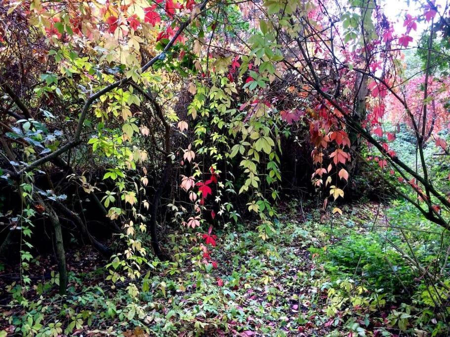 Forestry Cottage. Hot Tub, Open Fire, Dog Friendly Gaywood Esterno foto